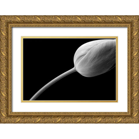 Tulip Flower Macro Black and White 3 Gold Ornate Wood Framed Art Print with Double Matting by Schell, Jennie Marie