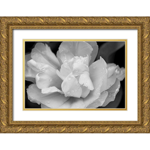 Tulip Flower Macro Black and White 4 Gold Ornate Wood Framed Art Print with Double Matting by Schell, Jennie Marie