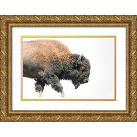 Buffalo Bison Walk Gold Ornate Wood Framed Art Print with Double Matting by Schell, Jennie Marie