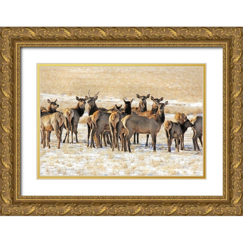 Elk Herd in Winter Gold Ornate Wood Framed Art Print with Double Matting by Schell, Jennie Marie
