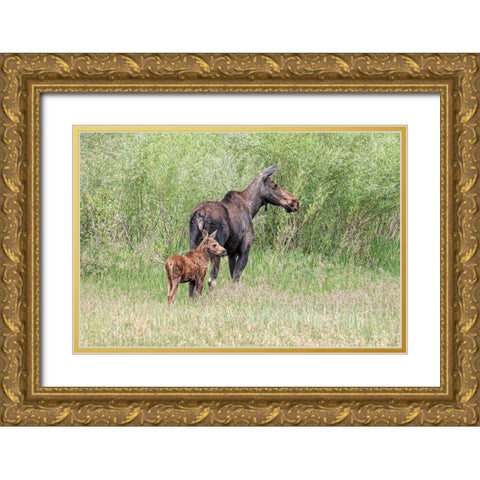 Moose and Baby Calf Gold Ornate Wood Framed Art Print with Double Matting by Schell, Jennie Marie