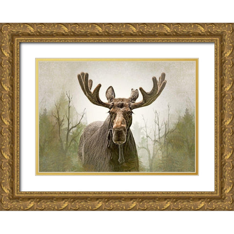Moose in the Woodland Forest Gold Ornate Wood Framed Art Print with Double Matting by Schell, Jennie Marie
