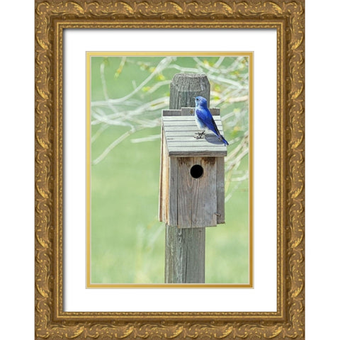 Nesting Box with Bluebird Gold Ornate Wood Framed Art Print with Double Matting by Schell, Jennie Marie