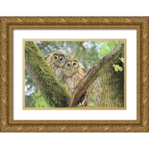 Owlet Twins in the Forest Gold Ornate Wood Framed Art Print with Double Matting by Schell, Jennie Marie