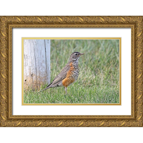 Robin Bird in Grass Gold Ornate Wood Framed Art Print with Double Matting by Schell, Jennie Marie