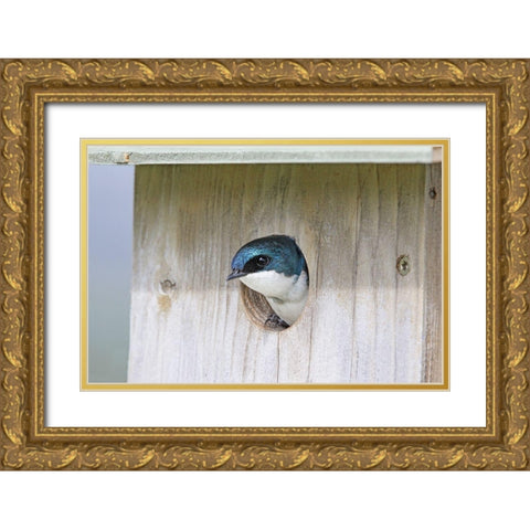 Tree Swallow Bird in Nesting Box Gold Ornate Wood Framed Art Print with Double Matting by Schell, Jennie Marie