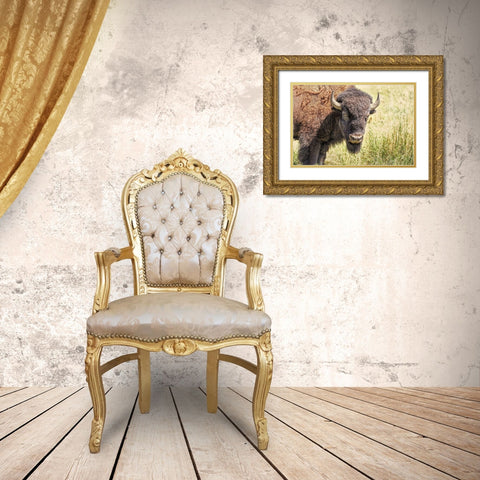 Buffalo Bison in Field Gold Ornate Wood Framed Art Print with Double Matting by Schell, Jennie Marie