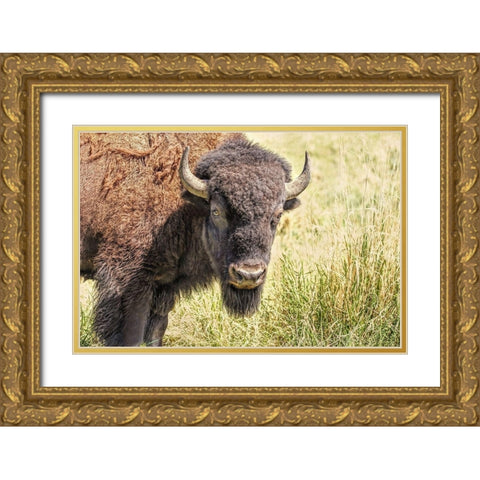 Buffalo Bison in Field Gold Ornate Wood Framed Art Print with Double Matting by Schell, Jennie Marie