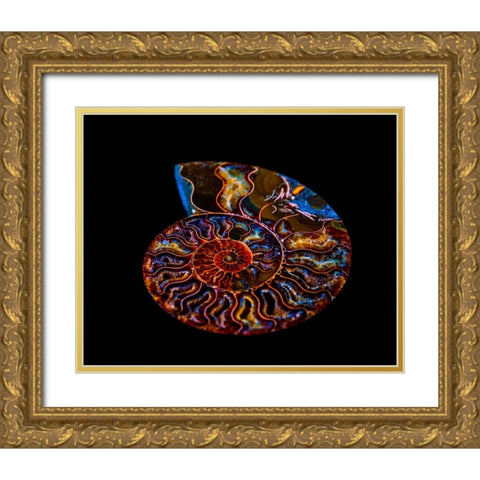 Nautilus II Gold Ornate Wood Framed Art Print with Double Matting by LightBoxJournal