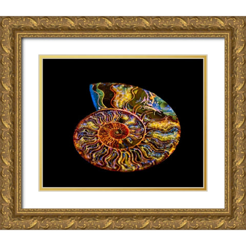Nautilus III Gold Ornate Wood Framed Art Print with Double Matting by LightBoxJournal