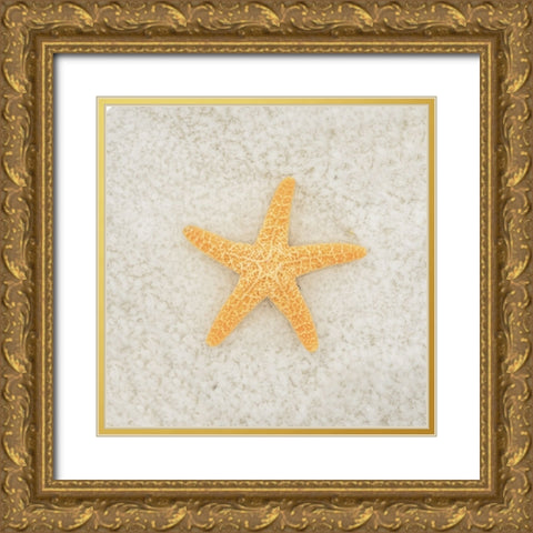 Gypsy Sea Life 2 Gold Ornate Wood Framed Art Print with Double Matting by LightBoxJournal