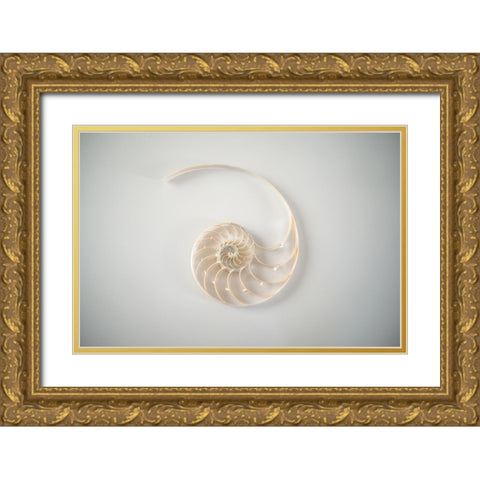 Sea Star 2 Gold Ornate Wood Framed Art Print with Double Matting by LightBoxJournal