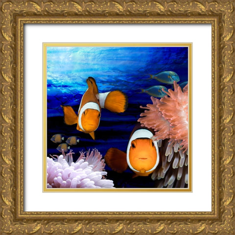 Sea Creatures_Clown Fish Gold Ornate Wood Framed Art Print with Double Matting by LightBoxJournal