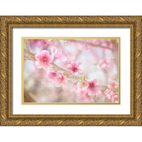 Cherry Pops 06 Gold Ornate Wood Framed Art Print with Double Matting by LightBoxJournal