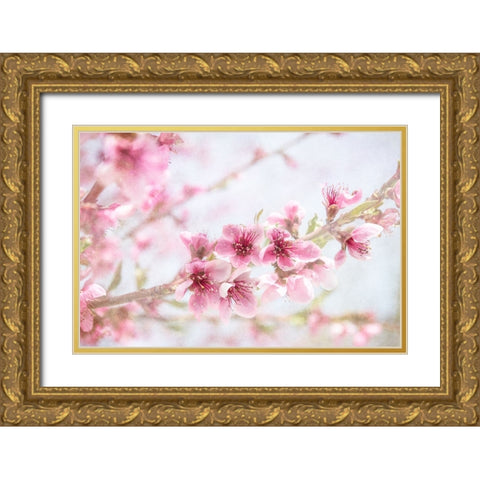 Cherry Pops 09 Gold Ornate Wood Framed Art Print with Double Matting by LightBoxJournal