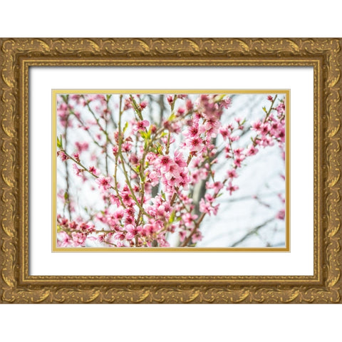 Naturally Cherry 01 Gold Ornate Wood Framed Art Print with Double Matting by LightBoxJournal