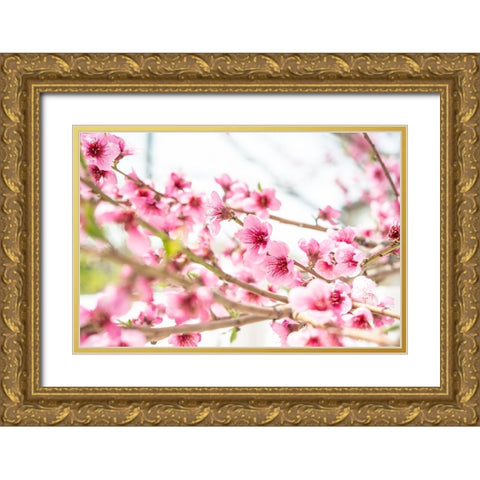 Naturally Cherry 02 Gold Ornate Wood Framed Art Print with Double Matting by LightBoxJournal