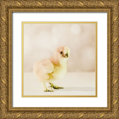 Baby Chicken 01 Gold Ornate Wood Framed Art Print with Double Matting by LightBoxJournal