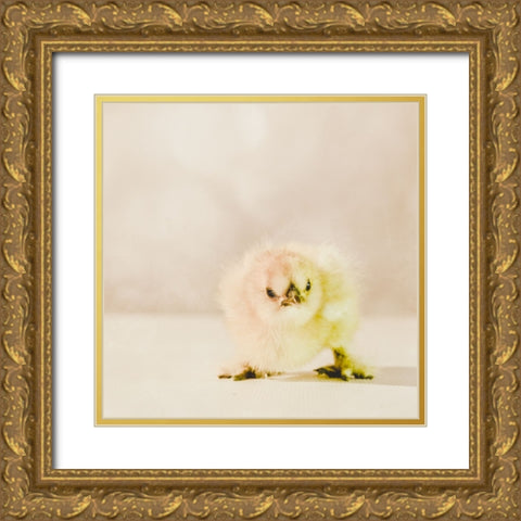 Baby Chicken 02 Gold Ornate Wood Framed Art Print with Double Matting by LightBoxJournal