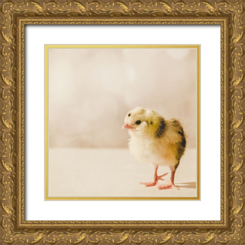 Baby Chicken 03 Gold Ornate Wood Framed Art Print with Double Matting by LightBoxJournal