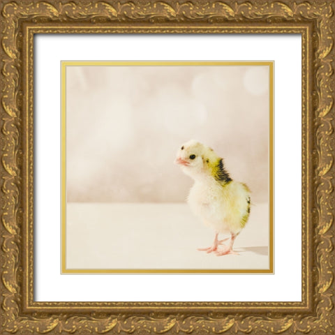 Baby Chicken 04 Gold Ornate Wood Framed Art Print with Double Matting by LightBoxJournal