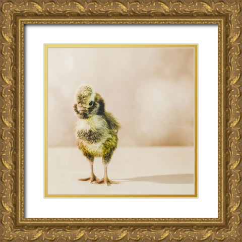 Baby Chicken 05 Gold Ornate Wood Framed Art Print with Double Matting by LightBoxJournal