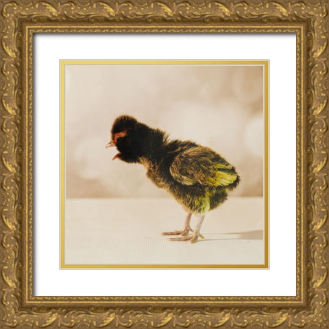 Baby Chicken 06 Gold Ornate Wood Framed Art Print with Double Matting by LightBoxJournal