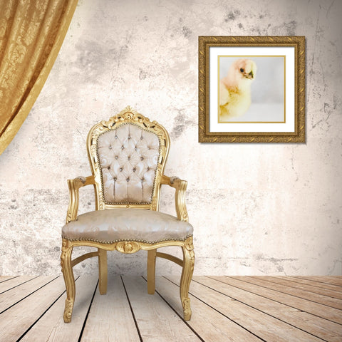 Spring Chick 01 Gold Ornate Wood Framed Art Print with Double Matting by LightBoxJournal