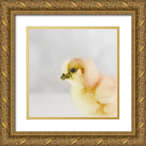 Spring Chick 02 Gold Ornate Wood Framed Art Print with Double Matting by LightBoxJournal