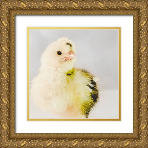 Spring Chick 03 Gold Ornate Wood Framed Art Print with Double Matting by LightBoxJournal