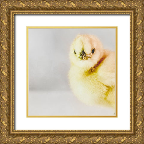 Spring Chick 04 Gold Ornate Wood Framed Art Print with Double Matting by LightBoxJournal