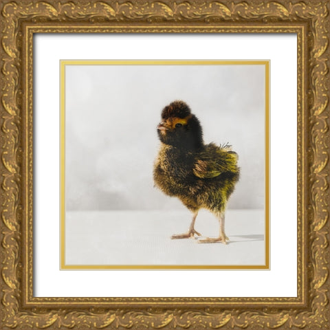 Spring Chick 05 Gold Ornate Wood Framed Art Print with Double Matting by LightBoxJournal