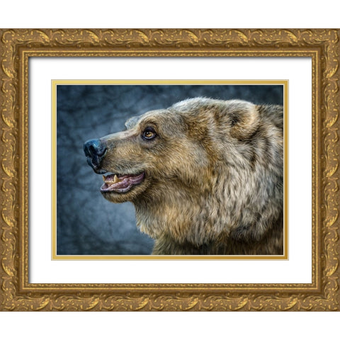 Bear Wonder Gold Ornate Wood Framed Art Print with Double Matting by LaMontagne, Patrick