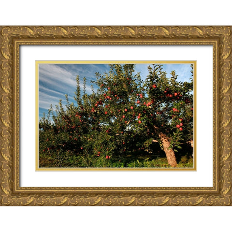 Apple Orchard Streaked Sky Gold Ornate Wood Framed Art Print with Double Matting by Goldwitz, Robert