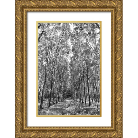 Through The Trees Gold Ornate Wood Framed Art Print with Double Matting by Susan Vizvary Photography