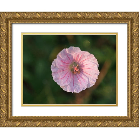 Geranium Sanguineum Gold Ornate Wood Framed Art Print with Double Matting by Bonin, Suzanne