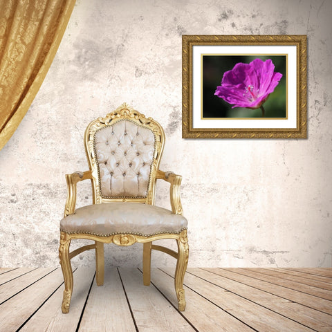 Bloody Geranium Gold Ornate Wood Framed Art Print with Double Matting by Bonin, Suzanne