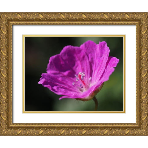 Bloody Geranium Gold Ornate Wood Framed Art Print with Double Matting by Bonin, Suzanne