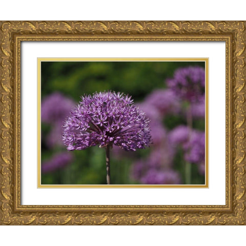 Giant Allium Gold Ornate Wood Framed Art Print with Double Matting by Bonin, Suzanne