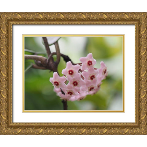 Hoya Carnosa Gold Ornate Wood Framed Art Print with Double Matting by Bonin, Suzanne