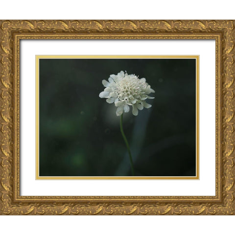 Pincushion Gold Ornate Wood Framed Art Print with Double Matting by Bonin, Suzanne