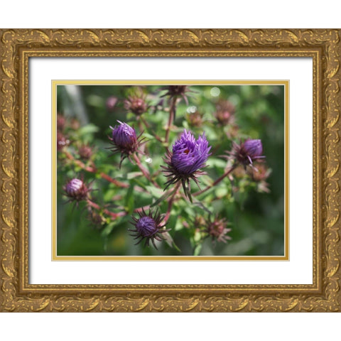Asters Gold Ornate Wood Framed Art Print with Double Matting by Bonin, Suzanne