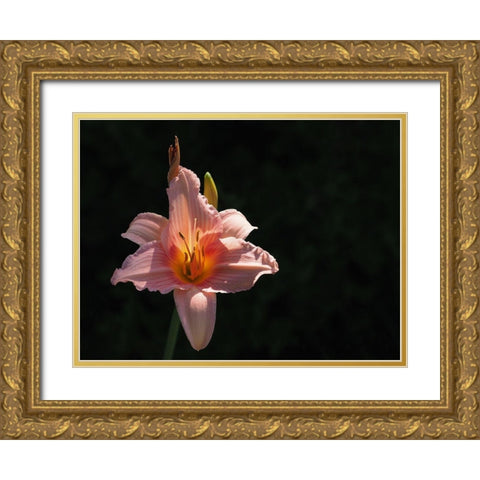 Daylily Gold Ornate Wood Framed Art Print with Double Matting by Bonin, Suzanne