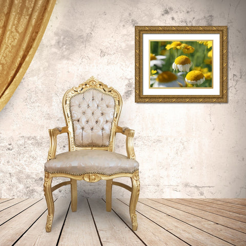 Field of Chamomile Flowers Gold Ornate Wood Framed Art Print with Double Matting by Bonin, Suzanne
