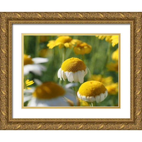 Field of Chamomile Flowers Gold Ornate Wood Framed Art Print with Double Matting by Bonin, Suzanne