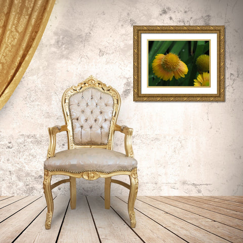 Gaillardia Gold Ornate Wood Framed Art Print with Double Matting by Bonin, Suzanne