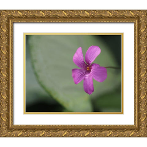 Pink Sorrel Gold Ornate Wood Framed Art Print with Double Matting by Bonin, Suzanne