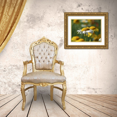 White Chamomile Gold Ornate Wood Framed Art Print with Double Matting by Bonin, Suzanne