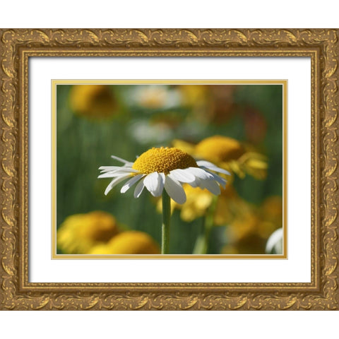 White Chamomile Gold Ornate Wood Framed Art Print with Double Matting by Bonin, Suzanne