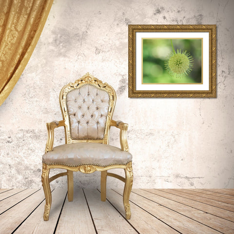 Cephalanthus Occidentalis Gold Ornate Wood Framed Art Print with Double Matting by Bonin, Suzanne